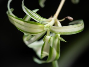 吊兰叶子发软怎么补救