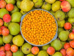 梨树的虫害及其防治