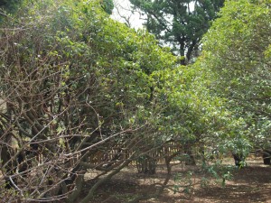 桂花如何存放和处理，摘下的桂花如何保存