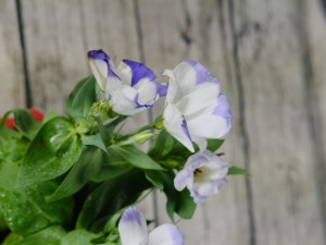 洋桔梗花语，洋桔梗的种植方法