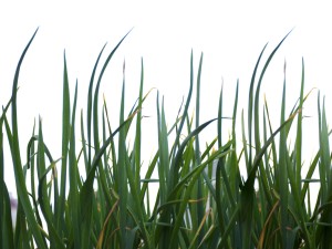 什么人不能吃韭菜，痛风能吃韭菜吗