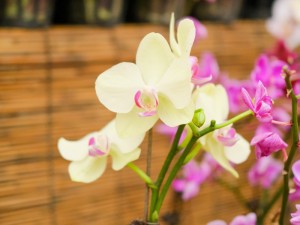 蝴蝶兰怎么换盆修剪