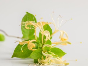 金银花茶多少钱一斤，有什么功效