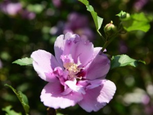 庭院木槿如何扦插