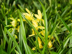 兰花一直不开花怎么办，如何让兰花开花