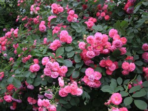 蔷薇花能水培吗