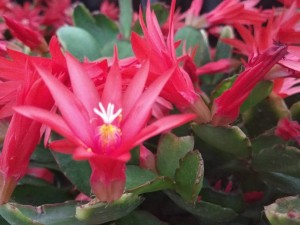 假昙花不开花怎么办