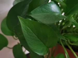 为什么绿萝突然长黄叶子？