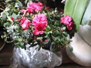 杜鹃花叶子发黄怎么办