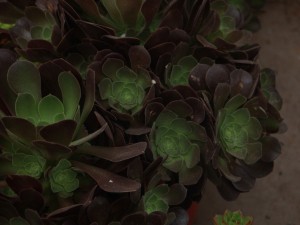 黑法师叶子长白斑怎么办