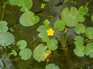 荇菜有什么作用