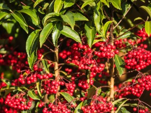 朱砂根（富贵籽）有什么作用