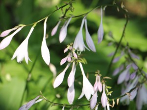 玉簪花怎么播种繁殖