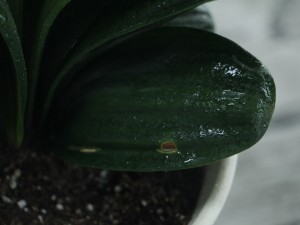 君子兰“夹箭”不要怕，做好这几点，花开的硬挺叶子还油绿！