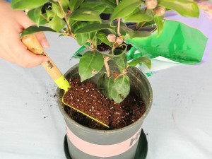 茶花一直不长怎么办