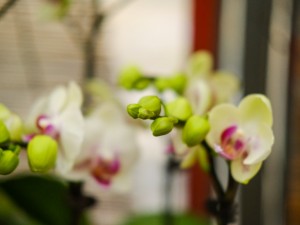 蝴蝶兰一般送几株