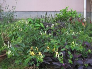 金银花为什么不开花？金银花不开花的原因以及解决方法