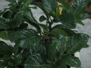 栀子花掉花苞是怎么回事