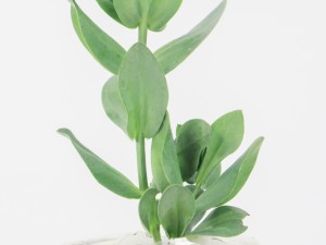 洋桔梗能放卧室吗