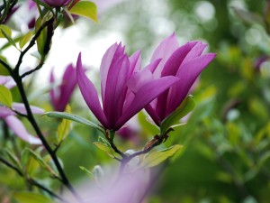 白兰花可以修剪吗