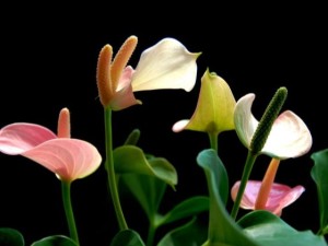 红掌枯萎怎么回事？红掌花枯萎怎么办？