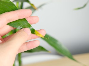 富贵竹的水培方法