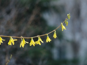 连翘盆景的制作与养护方法