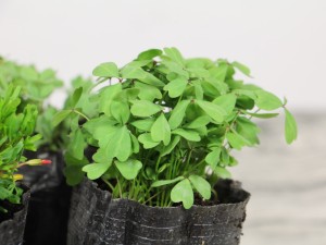 酢浆草的繁殖方法