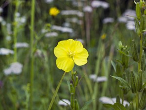 月见草黄叶的原因和处理办法