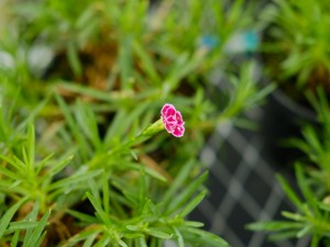 怎么延长康乃馨的花期