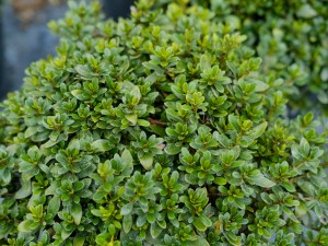 杜鹃花浇水放醋可以吗，杜鹃花浇水后花蔫了