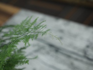 文竹不开花怎么办