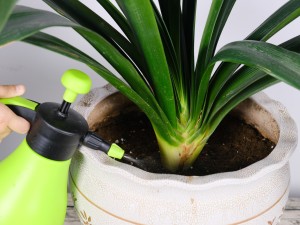 君子兰叶子下垂怎么办