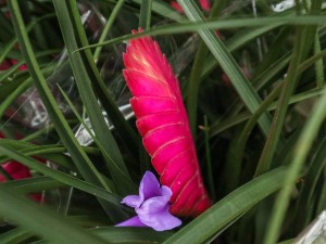 铁兰的功效和作用