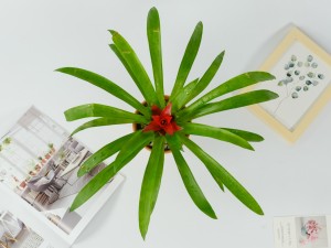 家里最旺财的十种花