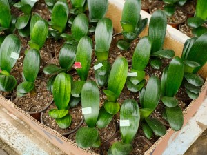 君子兰叶子长歪咋办