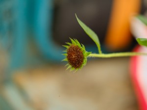 向日葵象征什么意义，向日葵的花期