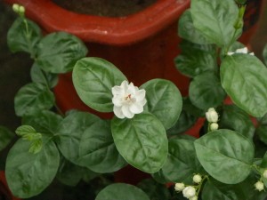 茉莉花茶的作用，有什么禁忌