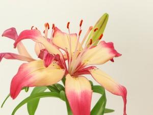 百合叶子发黄怎么办