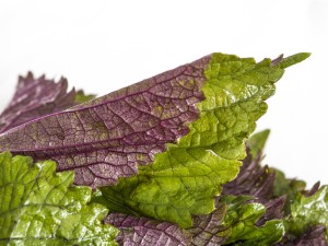 紫苏的变异品种