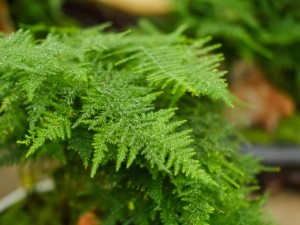 文竹叶子老发黄？咔咔几下，再也没黄过