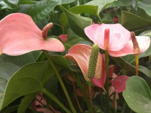 红掌虫害及防治办法