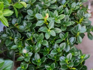 金鱼吊兰受冻了怎么办