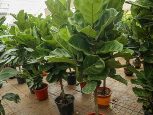 琴叶榕长锈斑怎么办