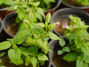 夏堇的养殖方法和注意事项