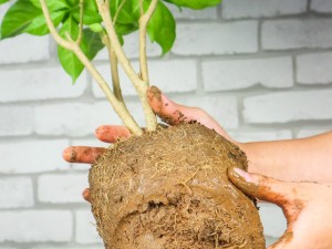 狗牙花的虫害及防治方法