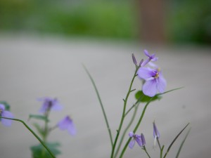 二月兰变异了，环肥燕瘦很迷幻