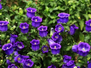 风铃草叶子发黄怎么回事？风铃草叶子蔫了怎么办？