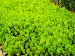 冬天多肉色泽变暗怎么办