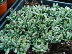 多肉有白色虫子怎么办，多肉土壤怎么除去虫卵